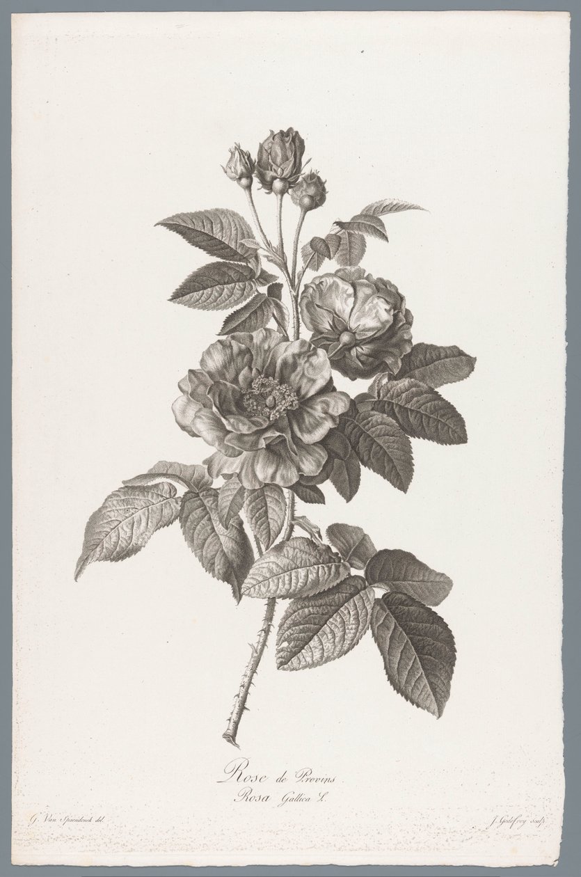 Franse roos
Rose de Provins / Rosa Gallica L. (título en el objeto)
Flores dibujadas al natural (...) (título de la serie) de Jean Godefroy