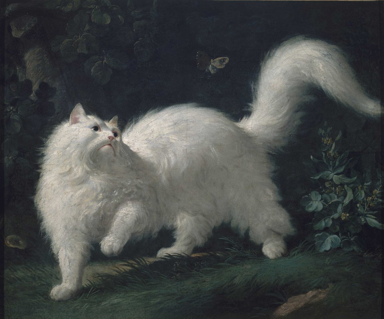Gato de Angora persiguiendo una mariposa, ca 1760 de Jean Jacques Bachelier