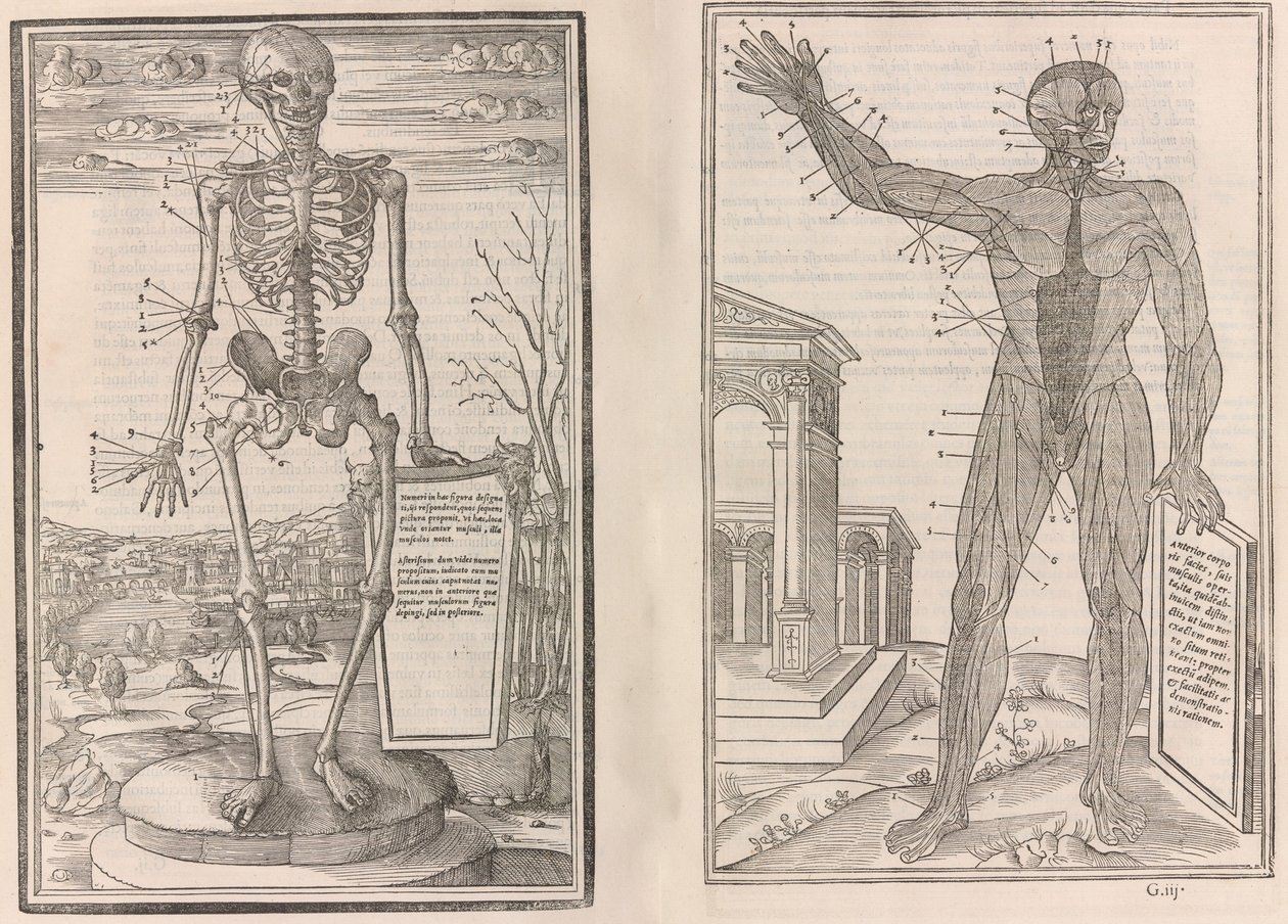De dissectione partium corporis humani libri tres, 1545 de Jean Jollat