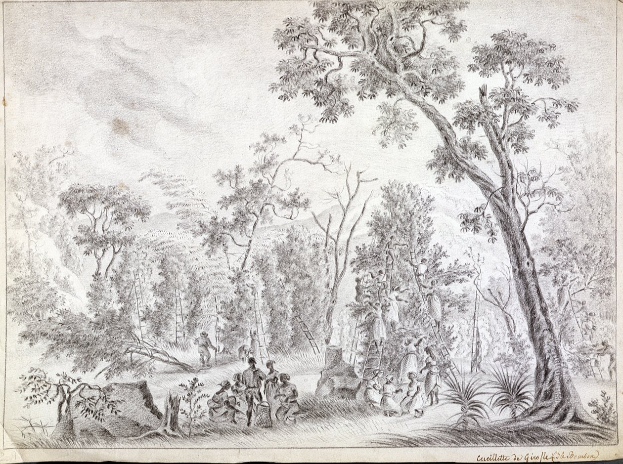 Cosecha de clavos en La Reunión, principios del siglo XIX de Jean Joseph Patu de Rosemont