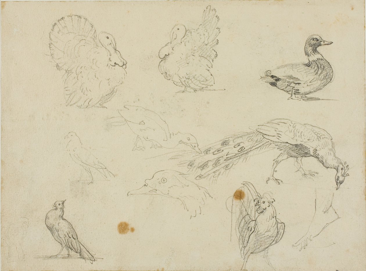 Bocetos de aves de Jean Louis André Théodore Géricault