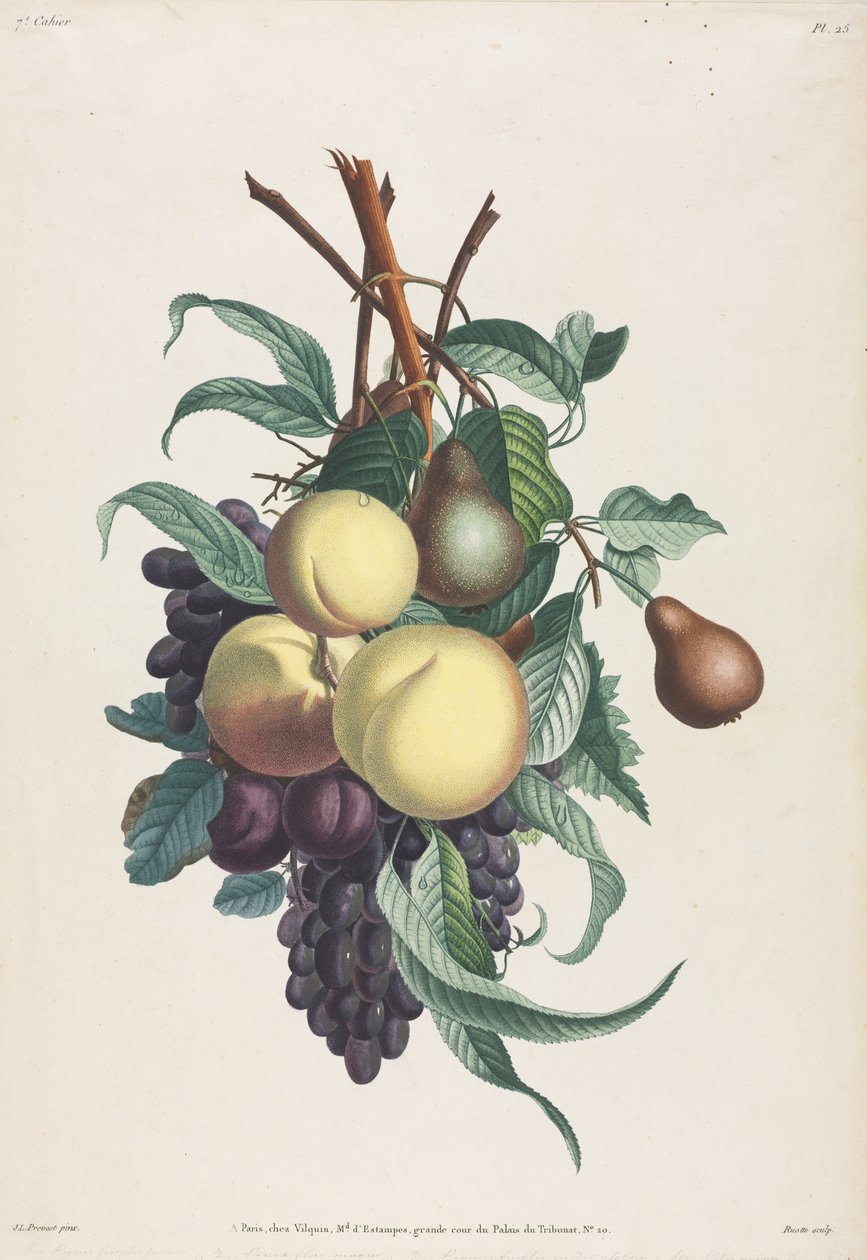 Colección de flores y frutas: Ramas de rousselet, durazno, ciruela y uva de Jean Louis Prevost