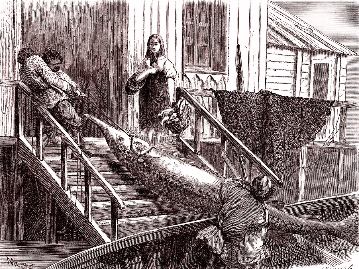 La pesca del esturión en el río Volga, Rusia. 1867 (grabado) de Jean Pierre Moynet
