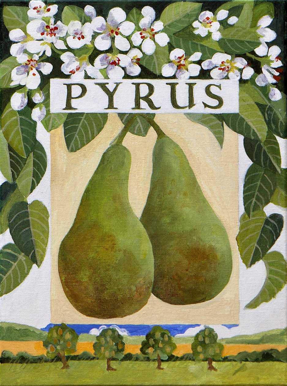 Pyrus (pera), 2014 (acrílico sobre lienzo) de Jennifer Abbott