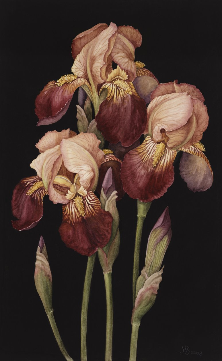 Iris, 2004 de Jenny Barron