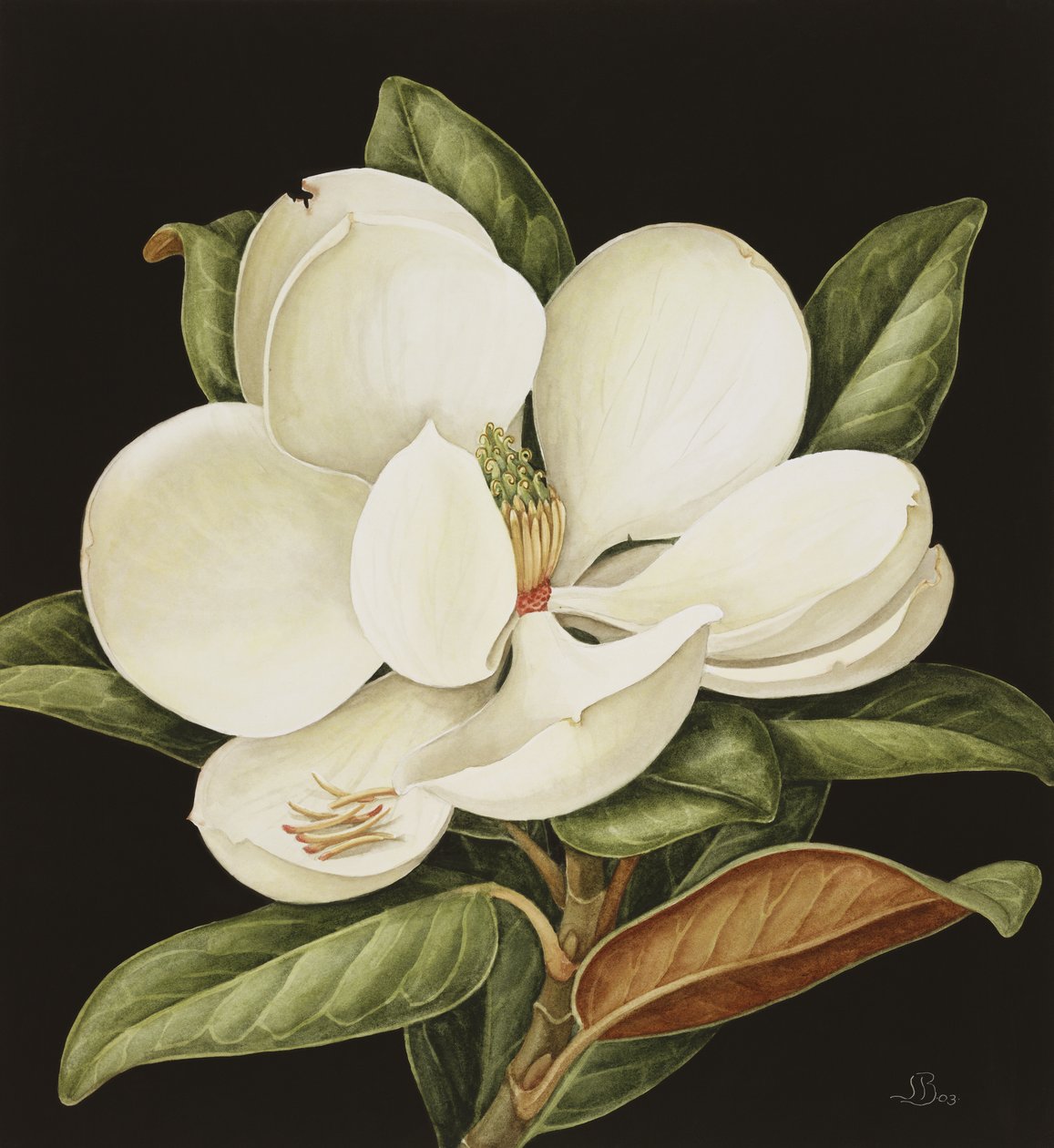 Magnolia Grandiflora, 2003 de Jenny Barron