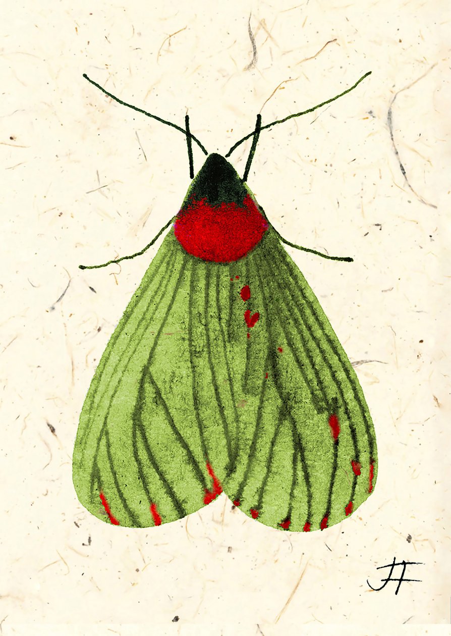 FlyMoth, 2024 (acuarela sobre papel) de Jenny Frean