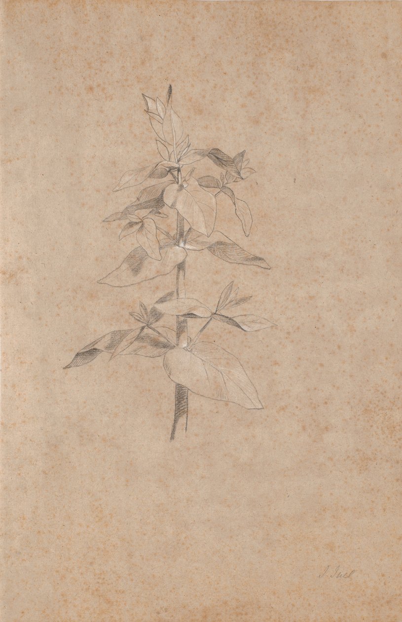 Estudio de plantas de Jens Juel