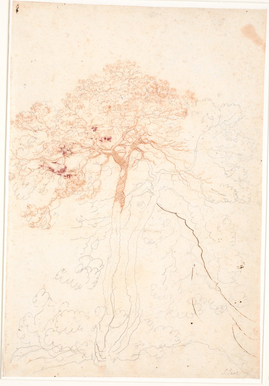 Estudio de dos grandes pinos de Jens Juel