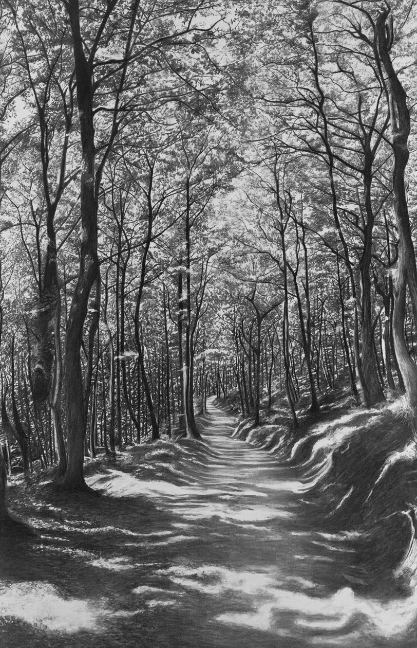 Toscana, faggeta, 2024 (carboncillo sobre papel) de Jerome Glomaud