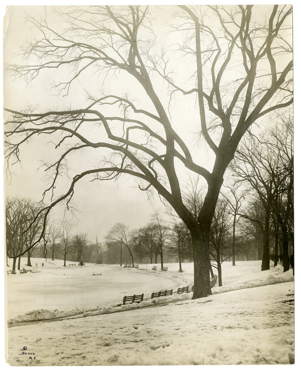 Boston Common y estanque de ranas, junto al árbol, Boston, EE.UU., c.1902-10 de Jessie Tarbox Beals