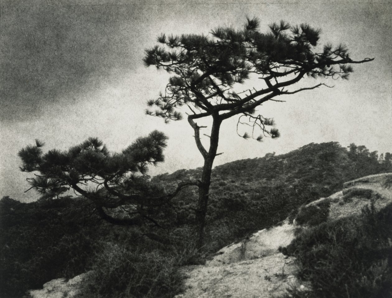 Famosos Pinos Torrey de Jessie Tarbox Beals