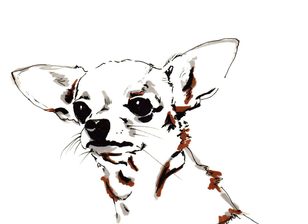 Orejas Grandes el Chihuahua de Jo Chambers
