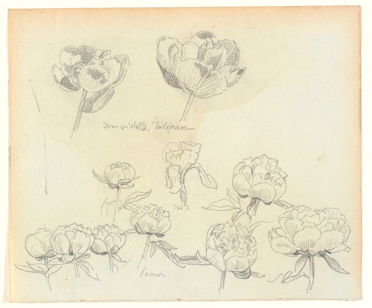 Estudios de flores de Joakim Frederik Skovgaard