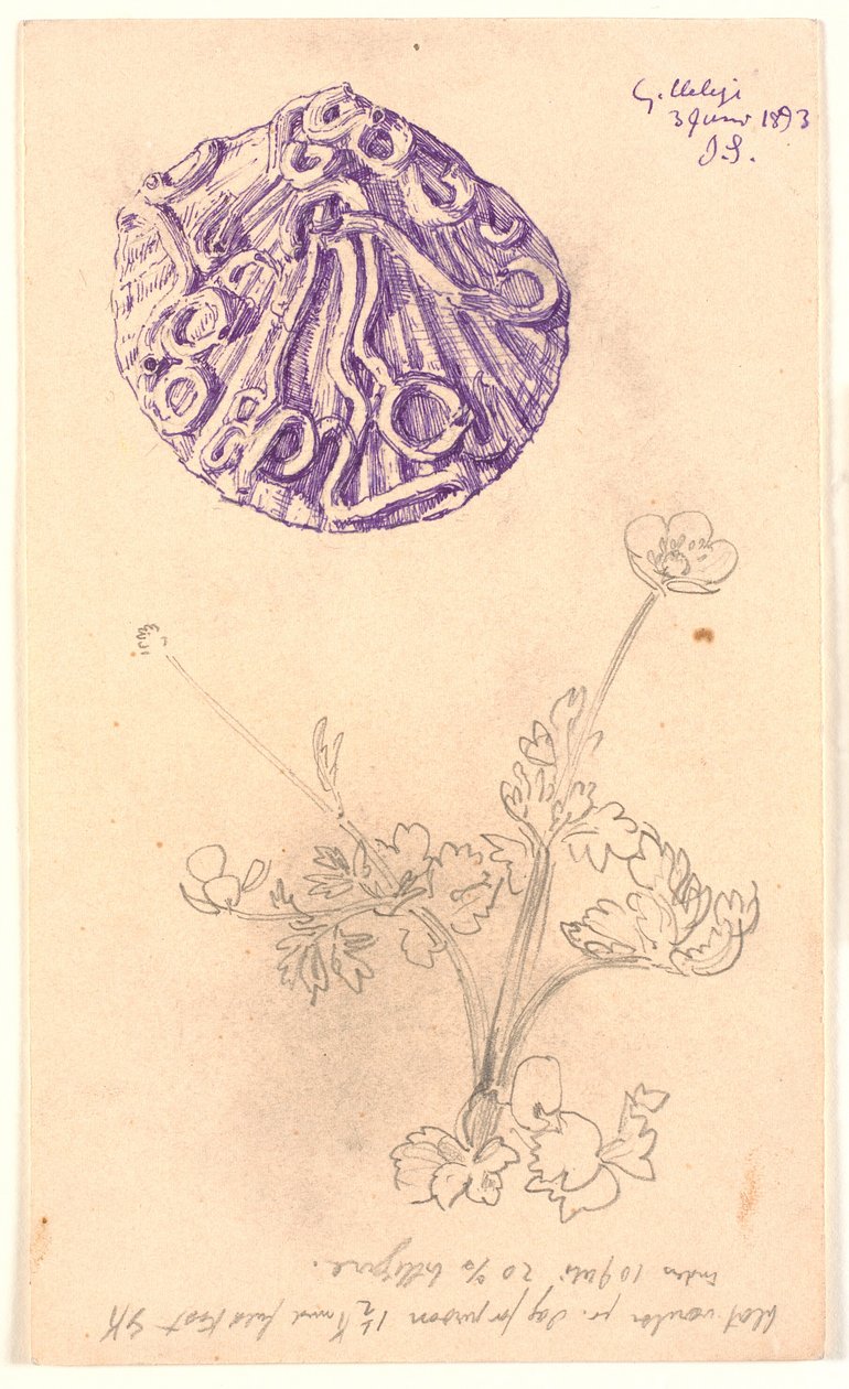 Estudio de concha y planta de Joakim Frederik Skovgaard