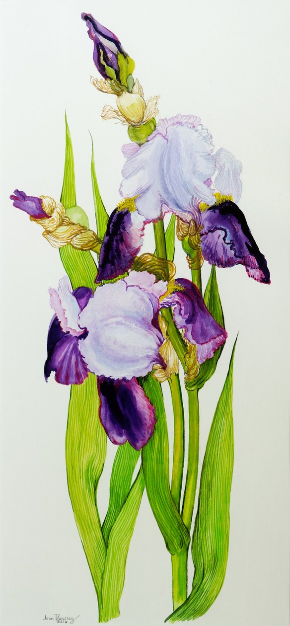 Iris malva y púrpura con dos capullos de Joan Thewsey