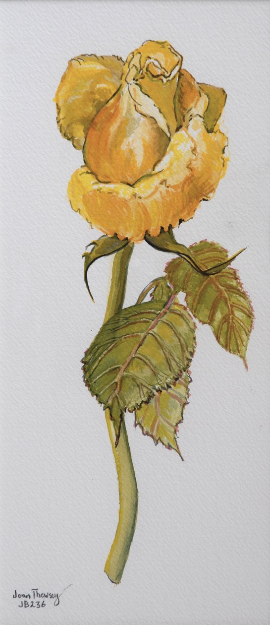 Rosa amarilla única Arthur Bell 2006 de Joan Thewsey