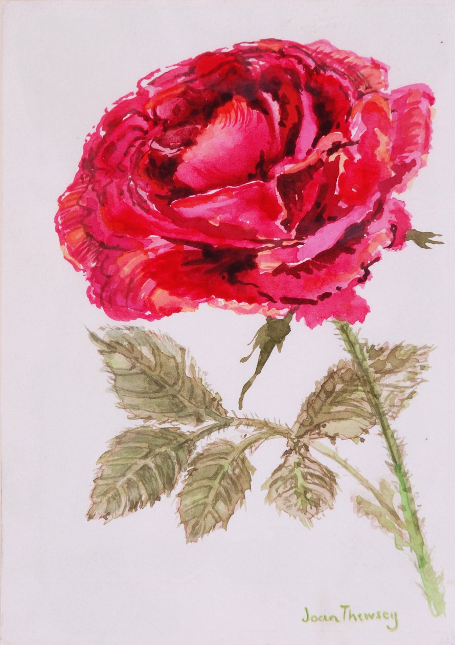 Una rosa roja de Joan Thewsey