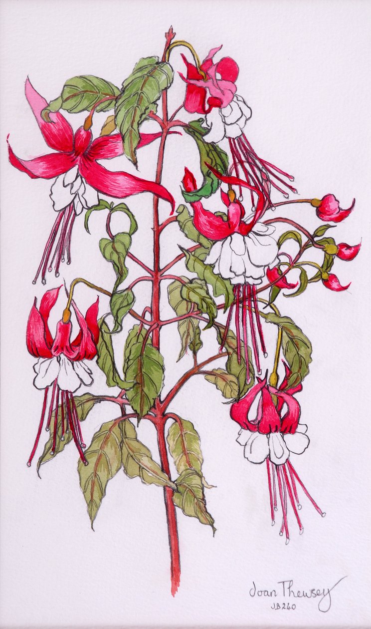 Fucsias de Joan Thewsey