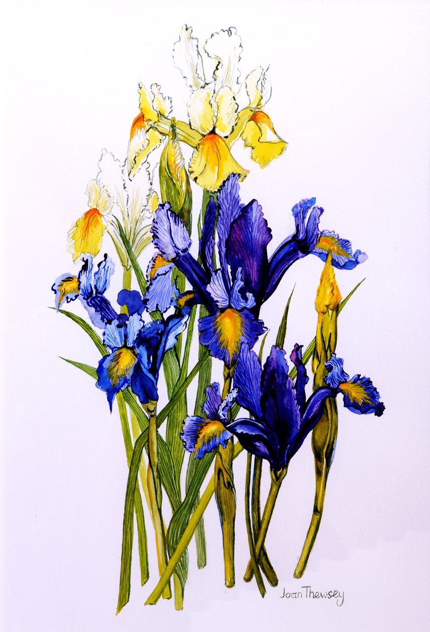 Tres iris morados y dos amarillos con brotes de Joan Thewsey