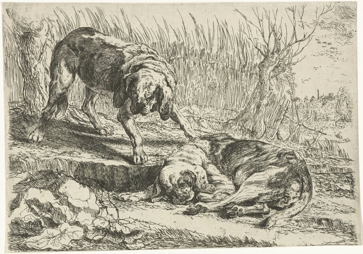 Dos perros
Perros (título de la serie) de Joannes Fijt