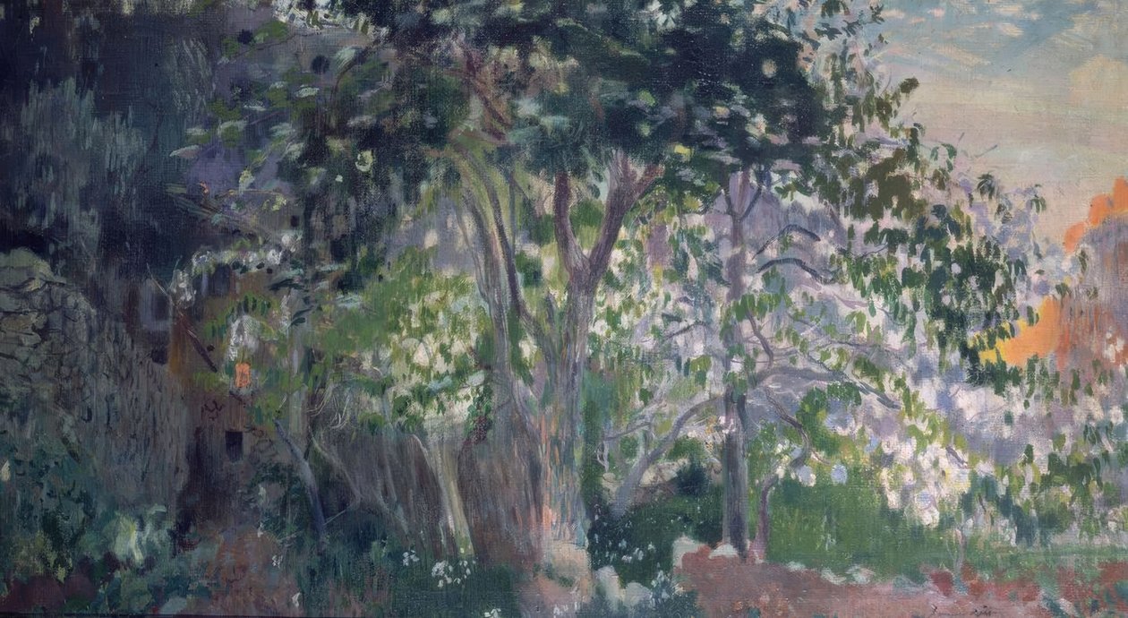 El árbol gris, Sa Calobra, Mallorca de Joaquim Mir i Trinxet
