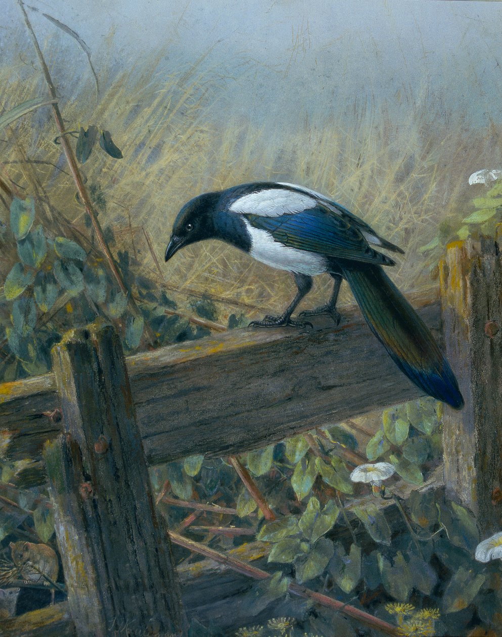 La urraca de Johan Gerard Keulemans