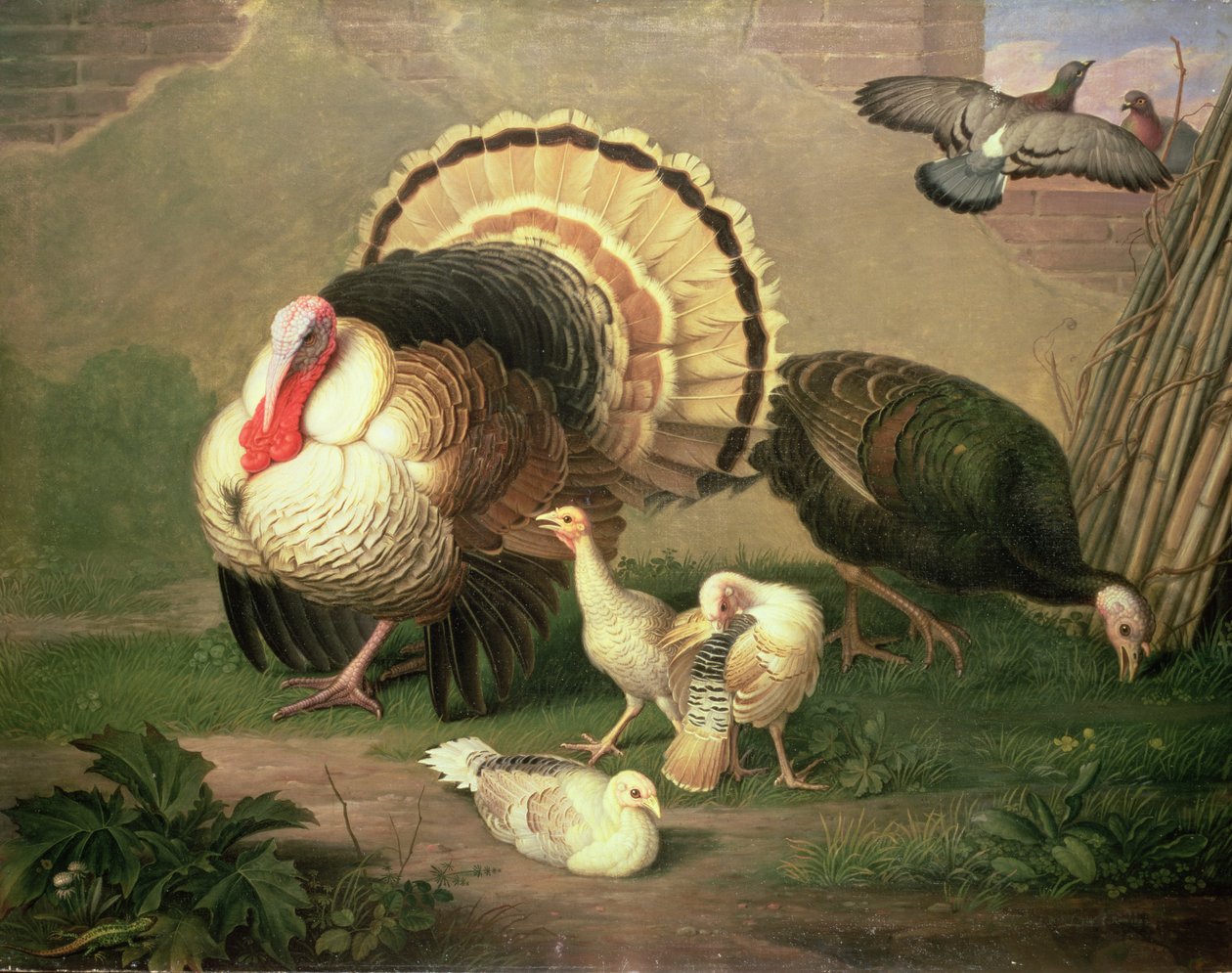 Pavos de Johan Wenzel Peter