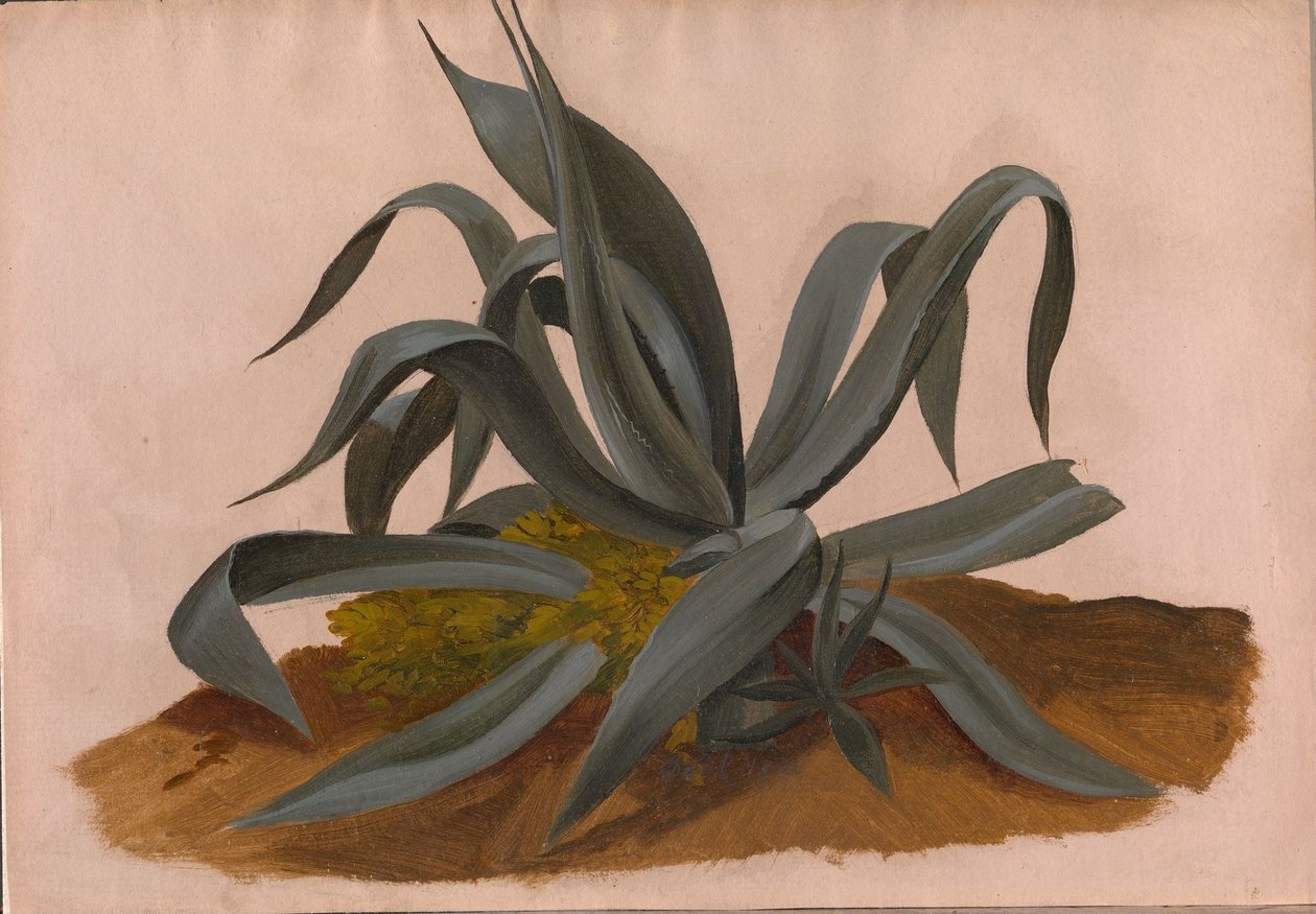 Estudio de un agave de Johan Christian Dahl