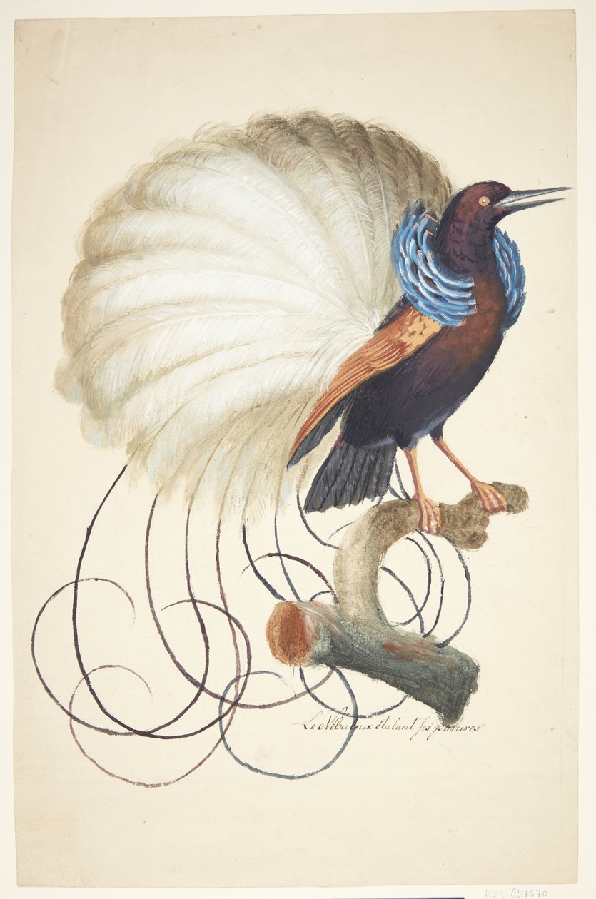 Pájaro exótico de Johan Christian Ernst Walter