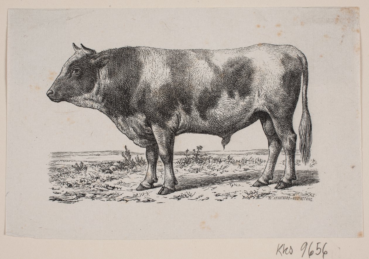 Un toro de Johan Frederik Rosenstand