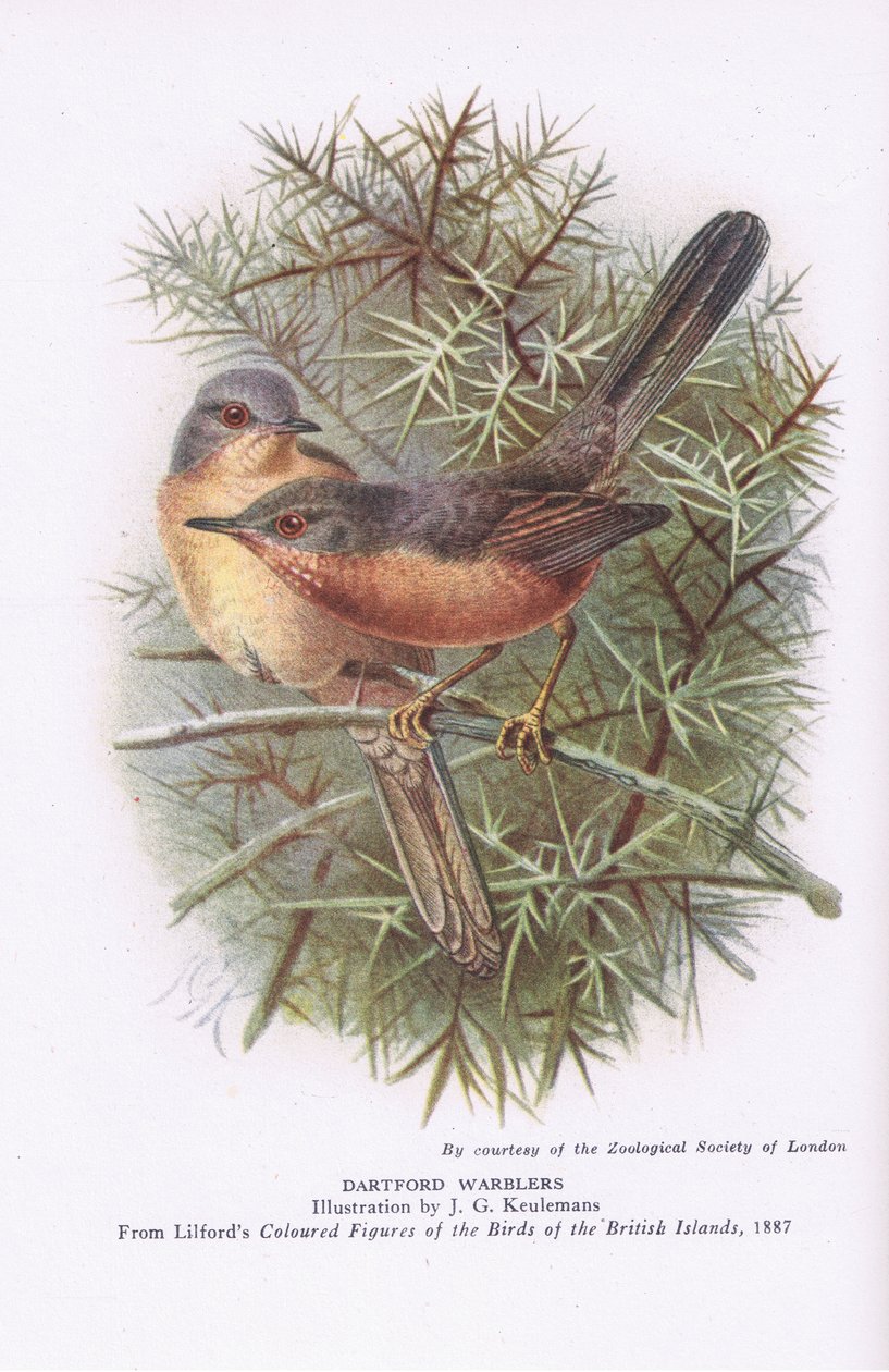 Currucas de Dartford, Naturaleza en Gran Bretaña publicada por Collins, 1946 de Johan Gerard Keulemans