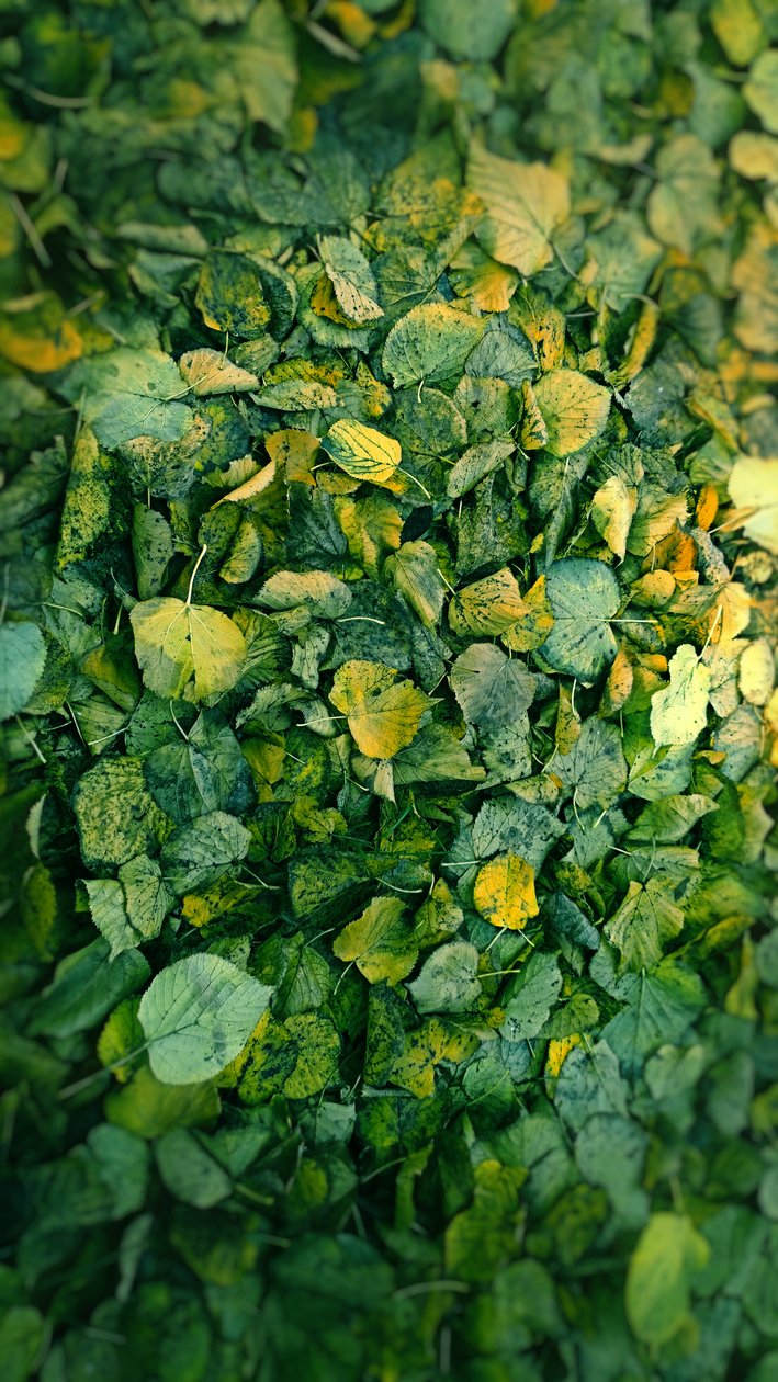 Hoja, 2018 (manipulación de fotos) de Johan Lilja