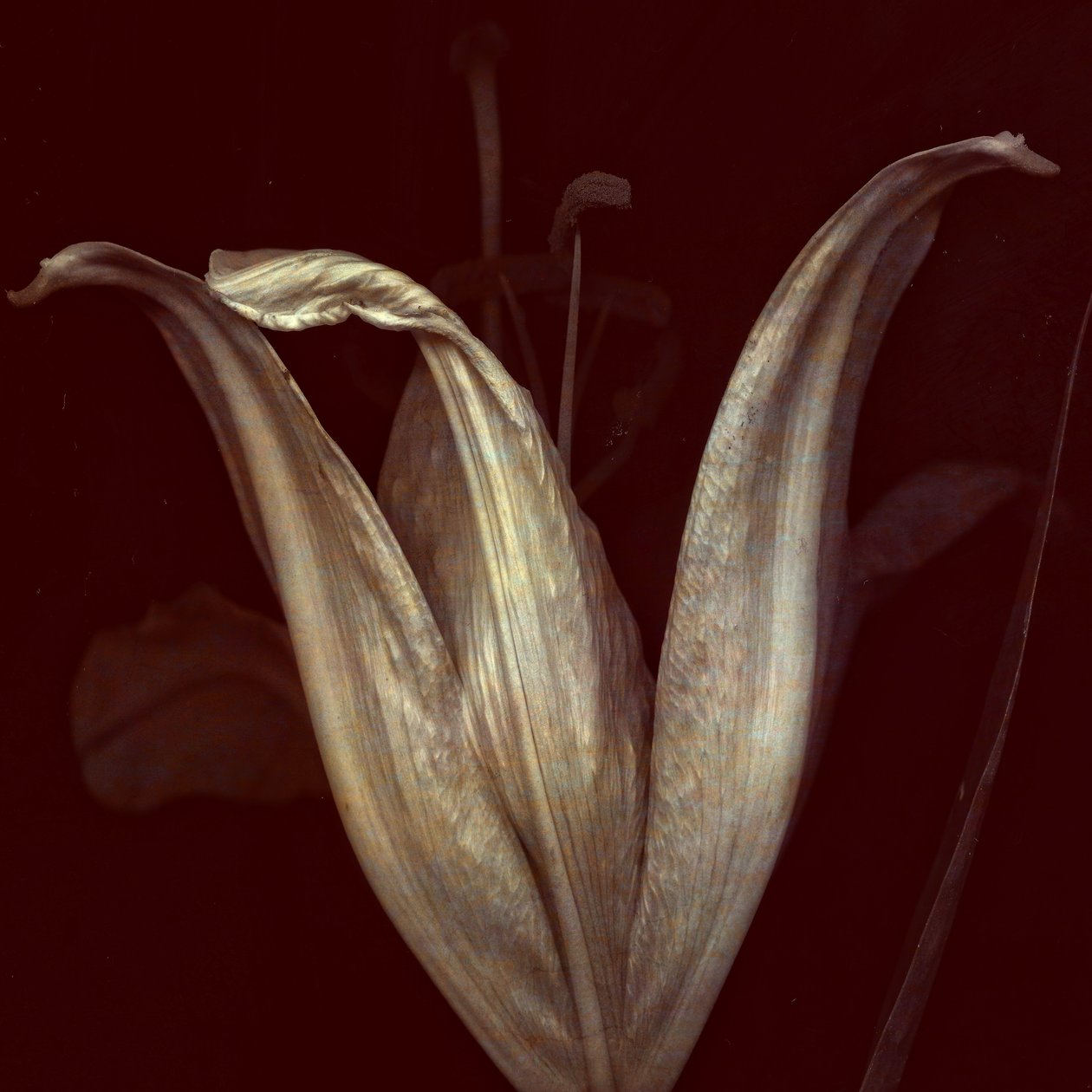 Lily 2, 2018 (arte fotográfico digital) de Johan Lilja