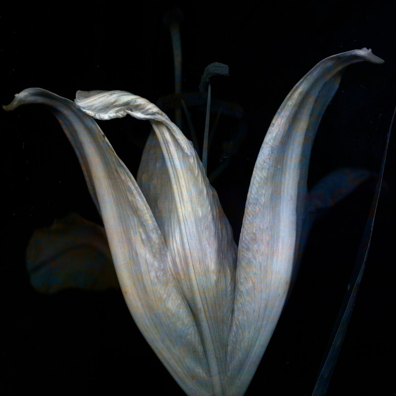 Lily 3, 2018 (arte fotográfico digital) de Johan Lilja