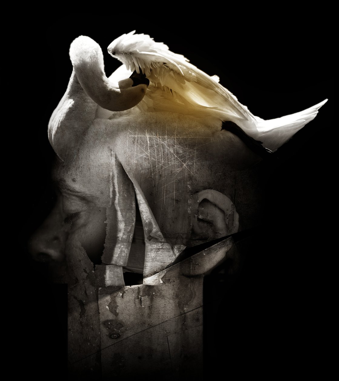 Cisne, 2013 (fotografía) de Johan Lilja