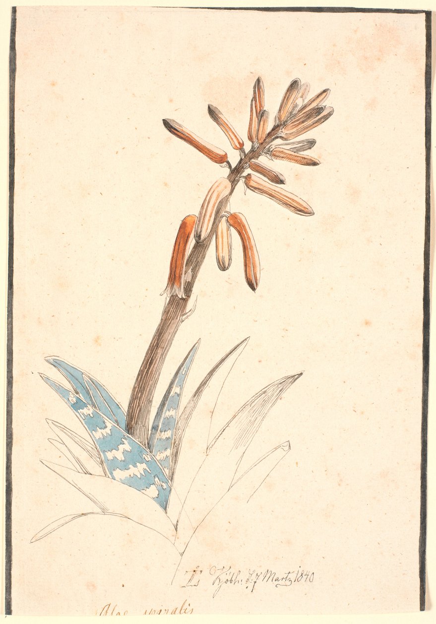 Aloe floreciente de Johan Thomas Lundbye