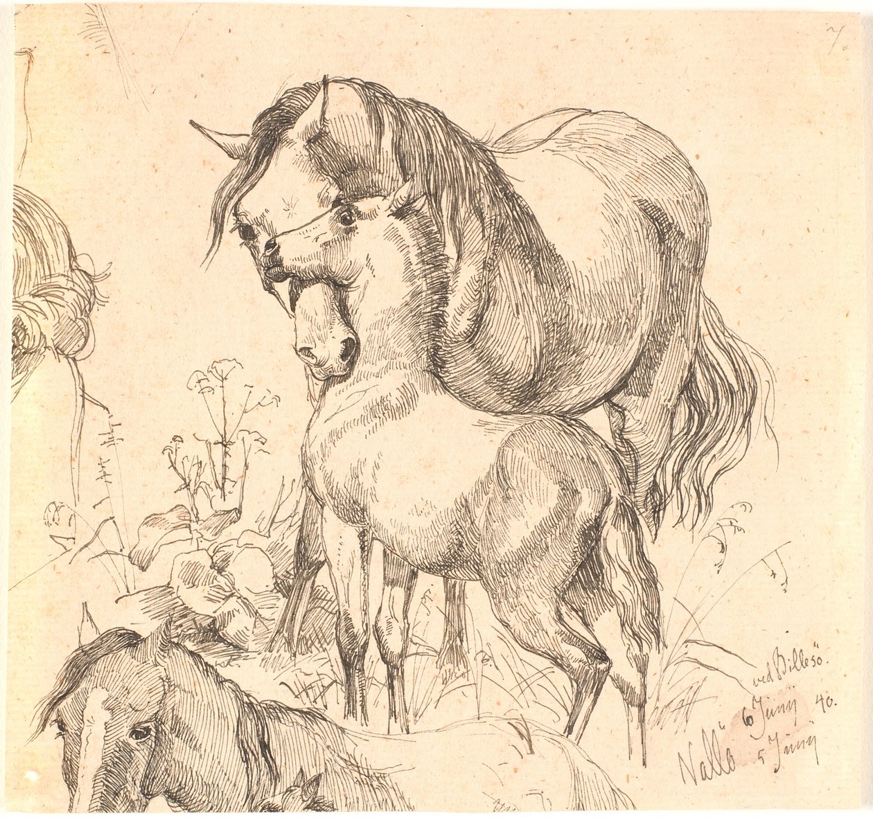 La yegua y el potro, estudio de caballo (espalda y cabeza) y orejas de un potro de Johan Thomas Lundbye