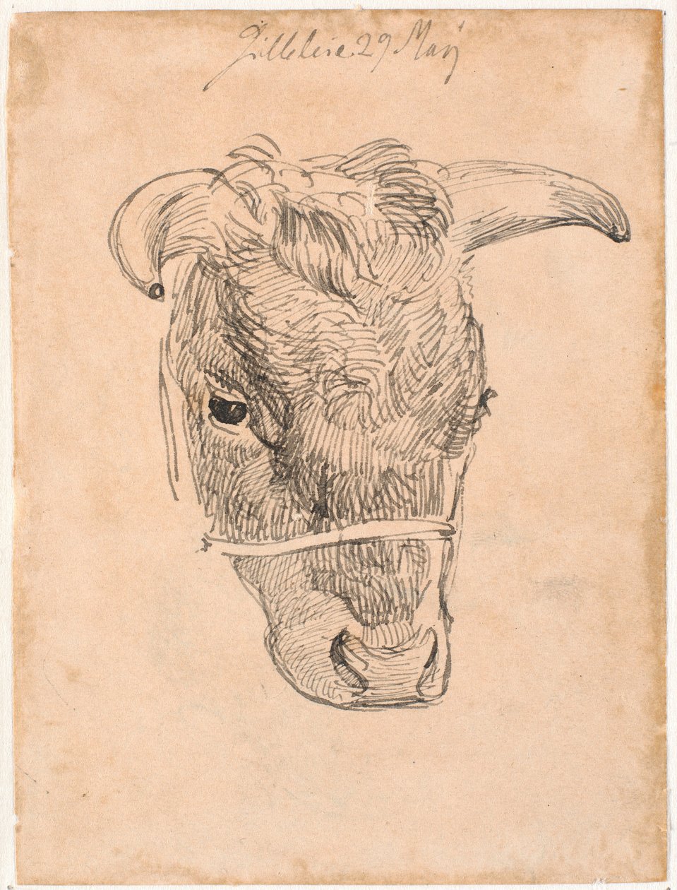 Cabeza de una vaca de Johan Thomas Lundbye