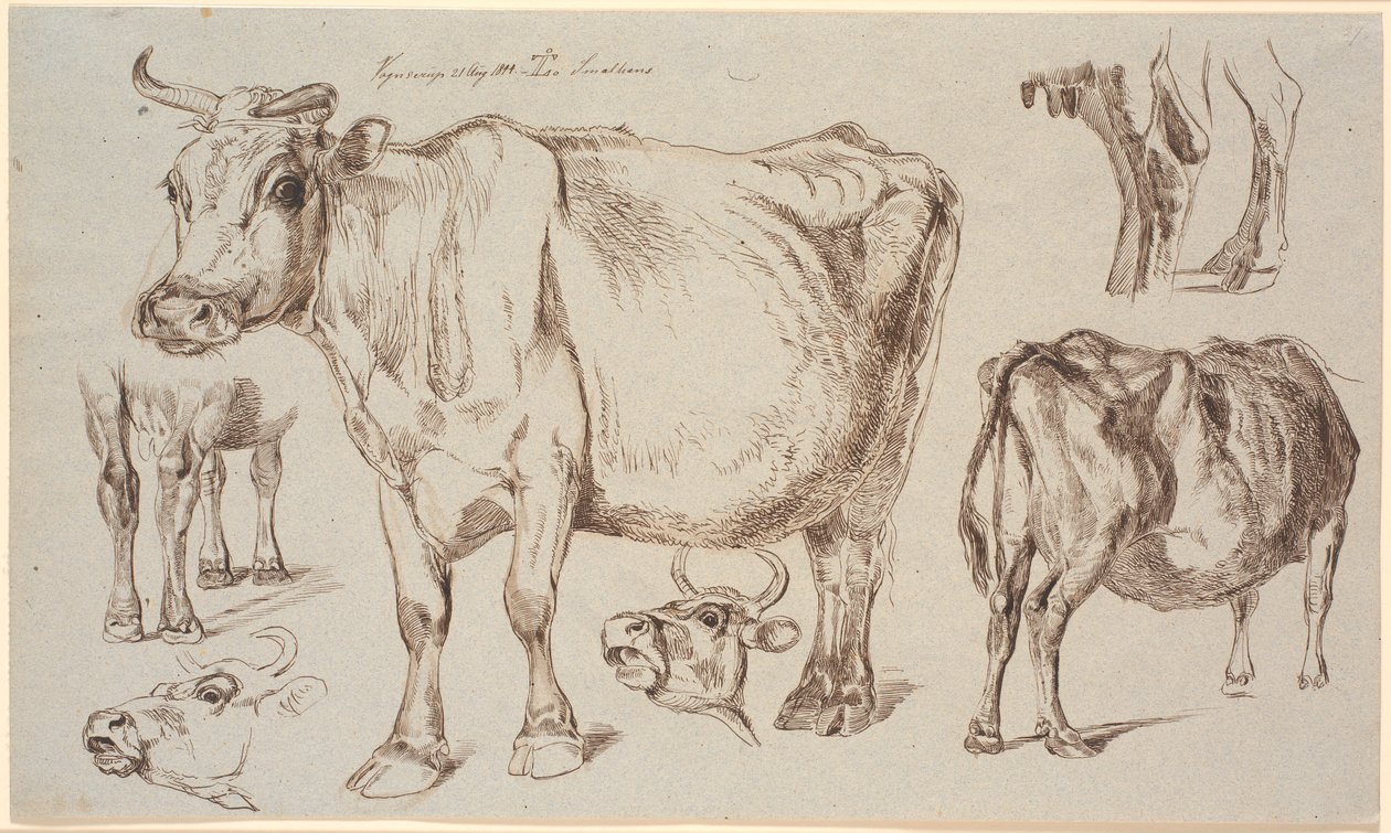 Hoja de estudio de Vognserup. Diferentes estudios de una vaca de Johan Thomas Lundbye