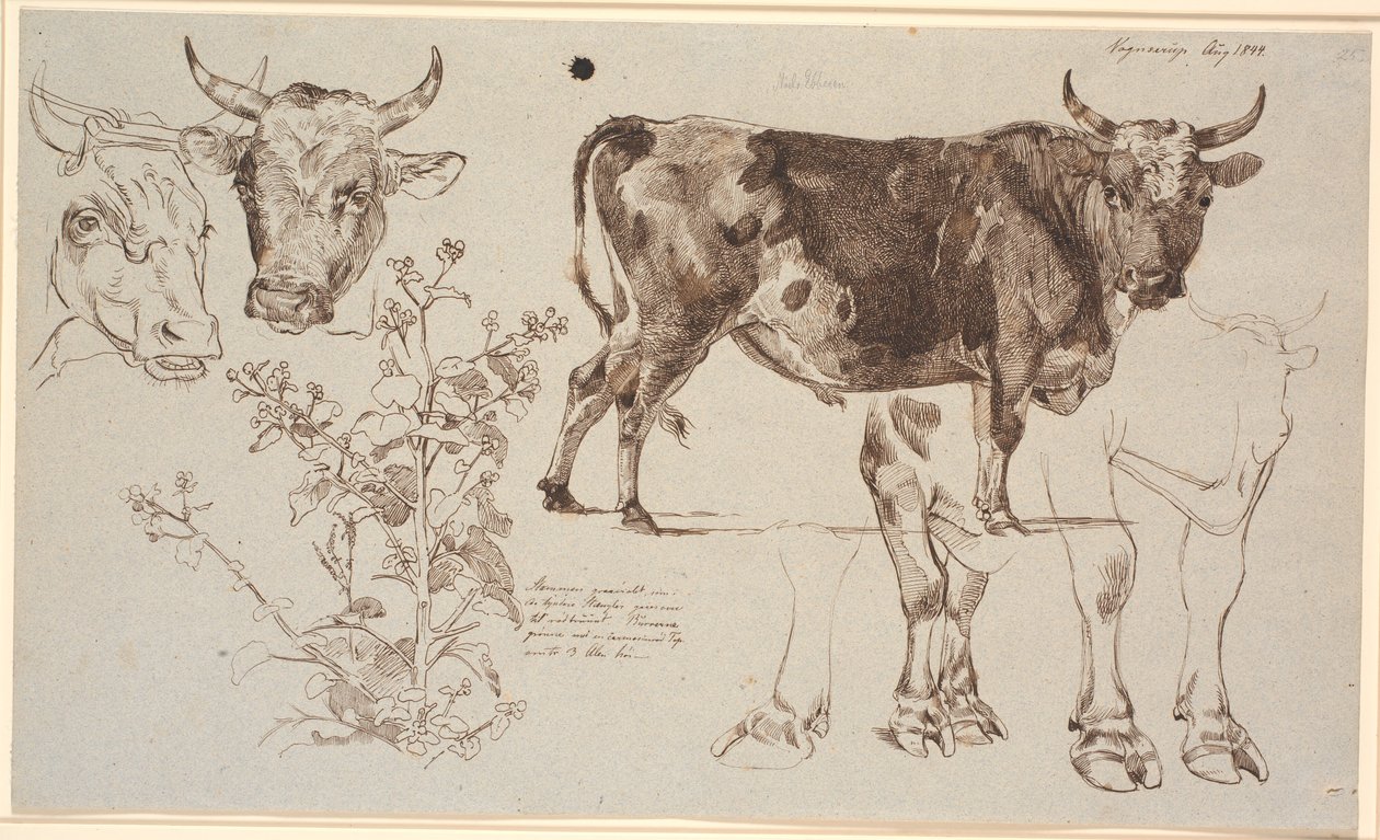 Hoja de estudio de Vognserup. A la izquierda, dos cabezas de vaca, debajo una acedera. Desde el centro hacia la derecha, un toro de pie, debajo estudios de sus patas de Johan Thomas Lundbye