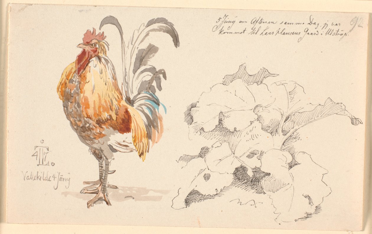 Hoja de estudio con un gallo y una planta de acedera de Johan Thomas Lundbye