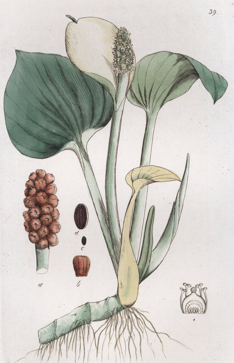 Arum de pantano Calla palustris, 1804-1811 de Johan Wilhelm Palmstruch