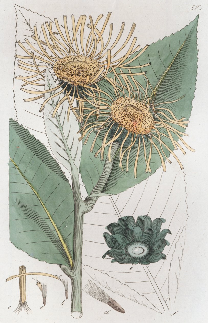 Inula helenium, 1804-1811 de Johan Wilhelm Palmstruch