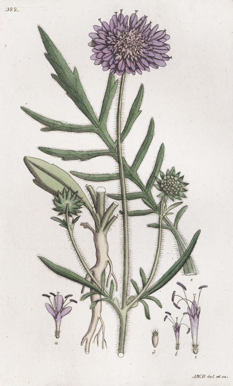 Escabiosa de campo Knautia arvensis de Johan Wilhelm Palmstruch