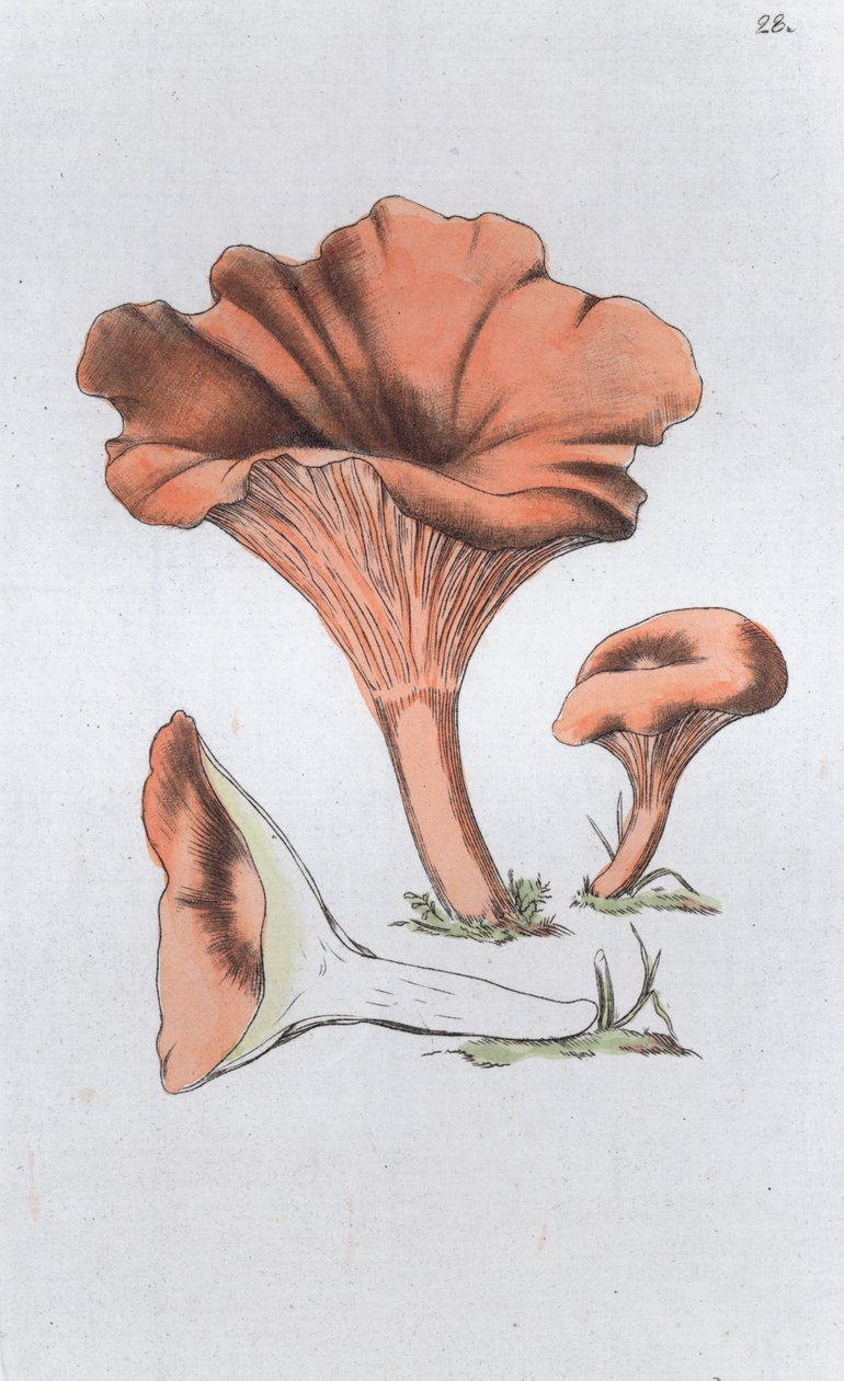 Merulius cantharellus de Johan Wilhelm Palmstruch