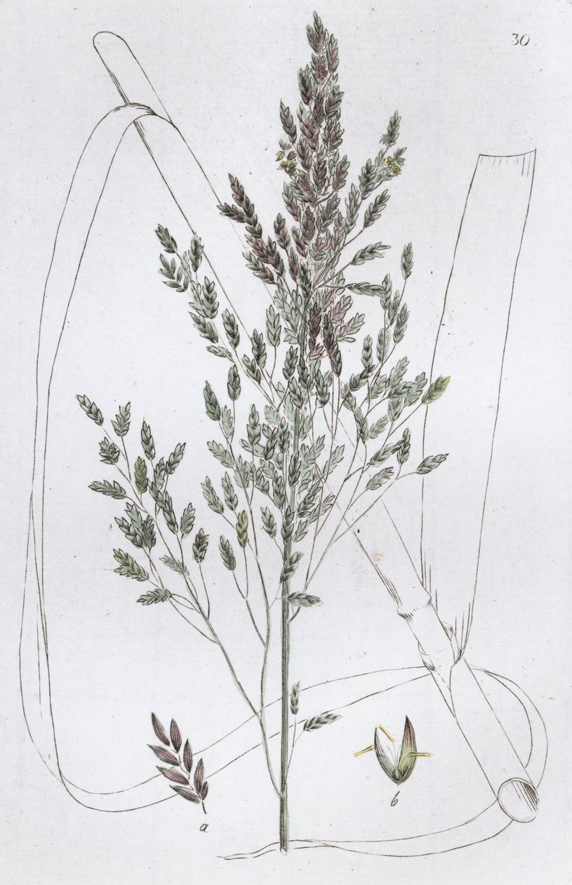 Hierba Dulce de Caña Poa aquatica, 1804-1811 de Johan Wilhelm Palmstruch