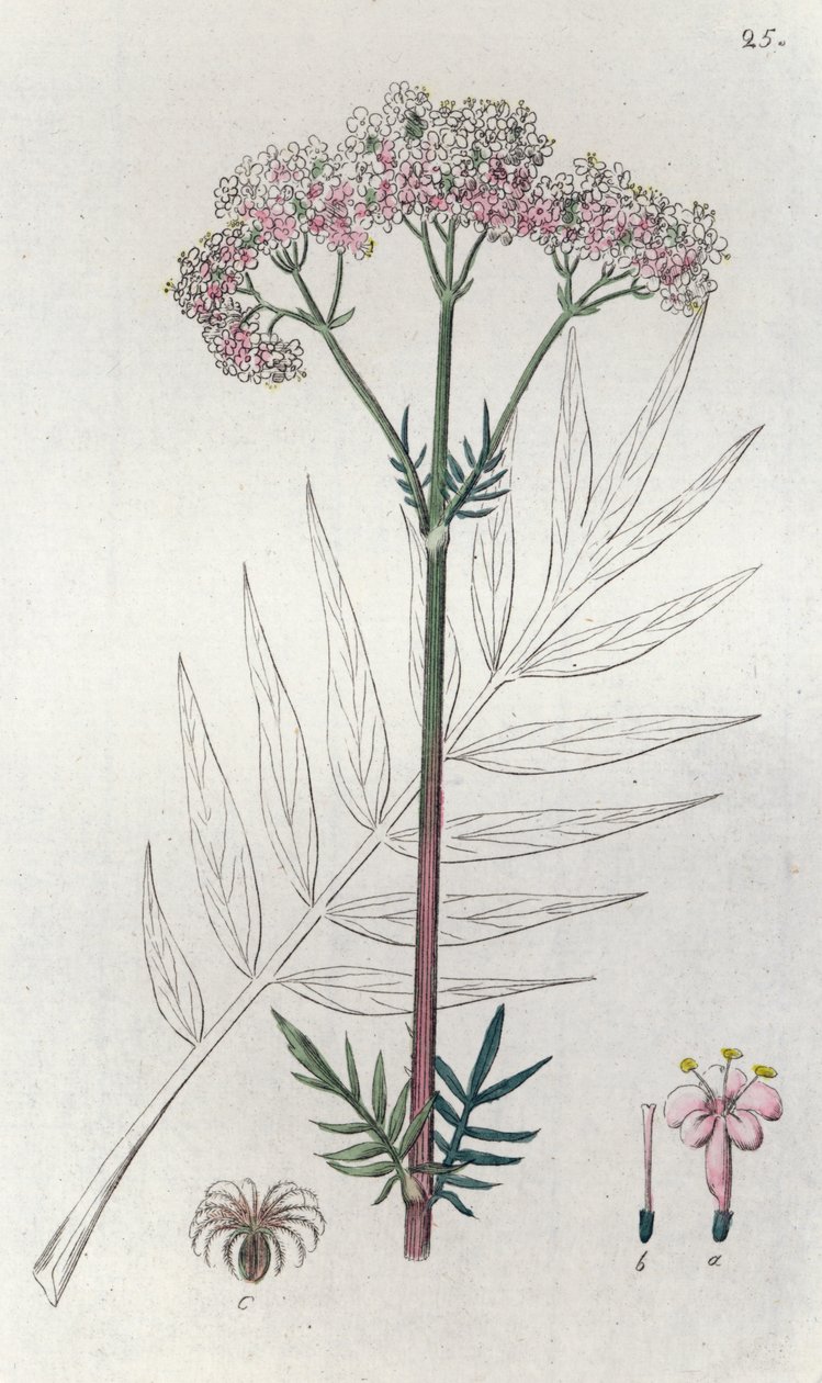 Valeriana Valeriana officinalis de Johan Wilhelm Palmstruch