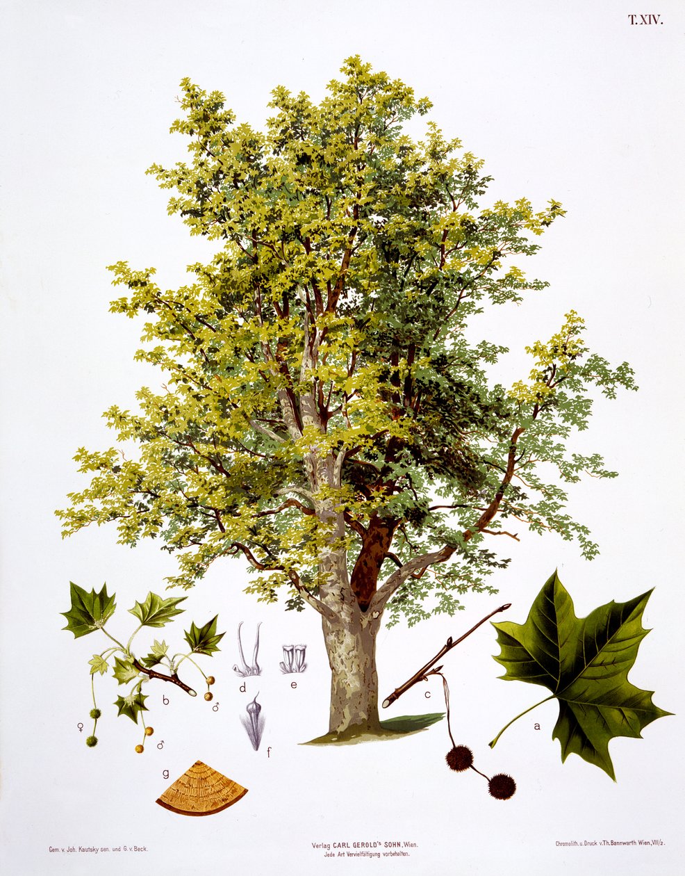 Plátano de Londres, grabado por Bannwarth de Johann Kautsky