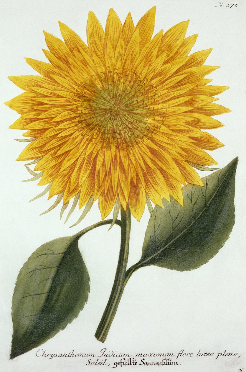 Crisantemo Indicum de 